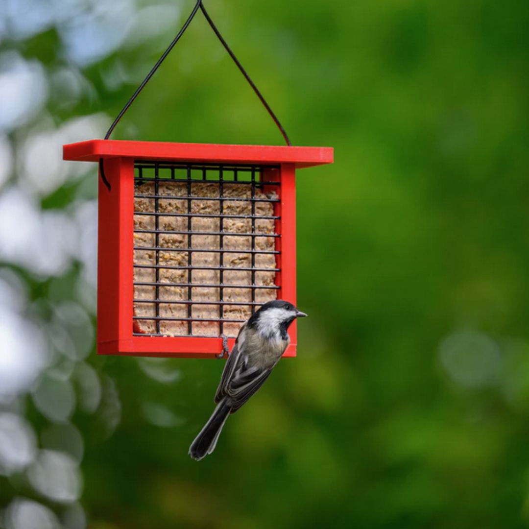 Suet Feeder – Birds Choice – Red